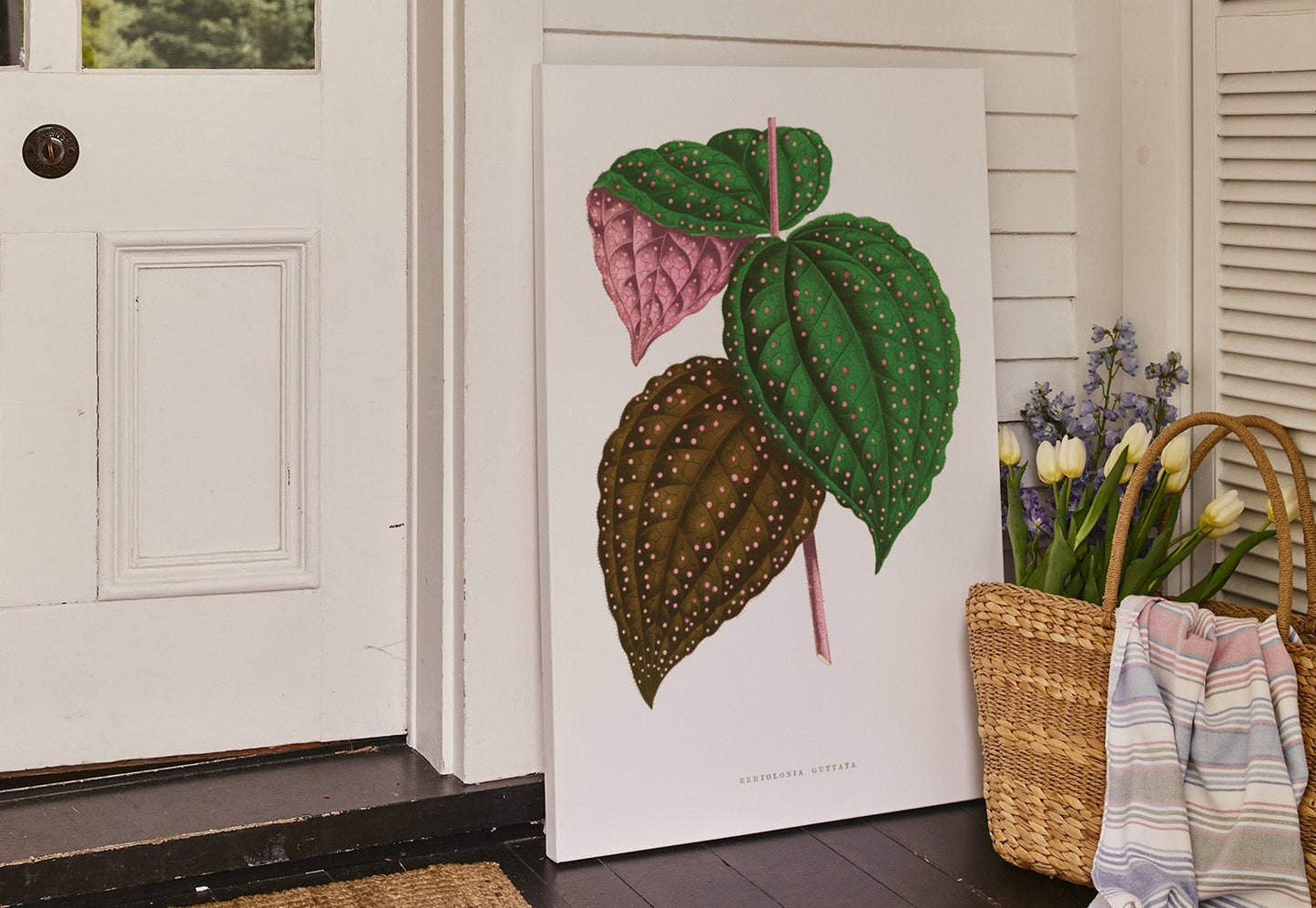 Pink Polka Dot Plant, Poster